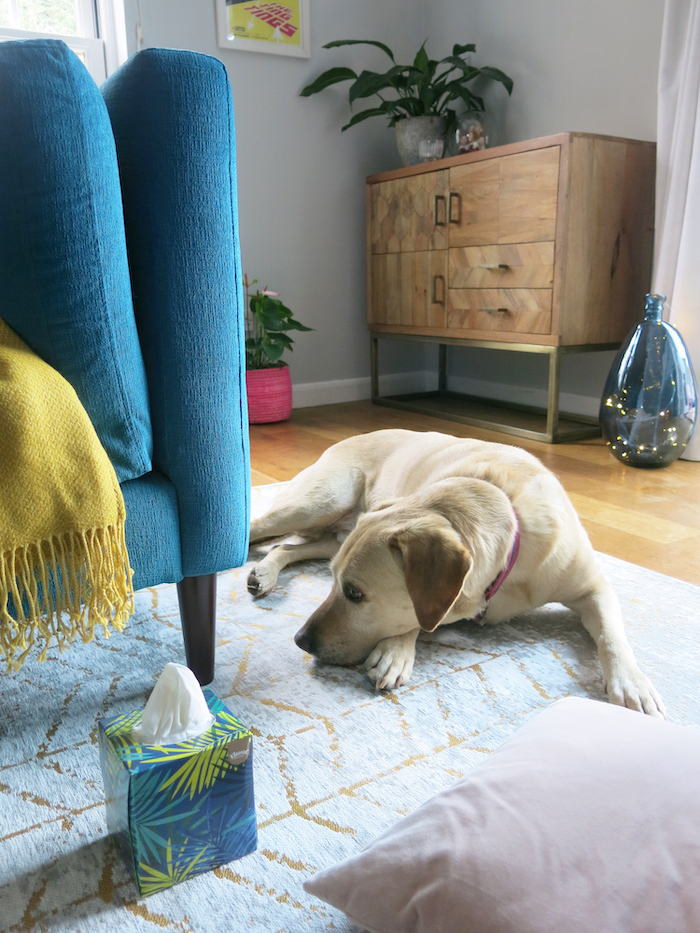 Labrador Home Interiors Colourful