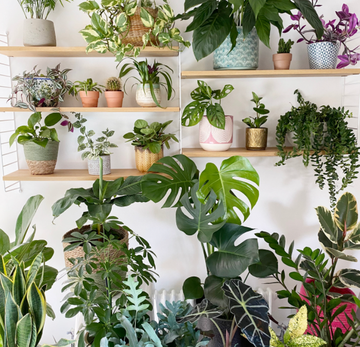 Air Purifying House Plants for your Home