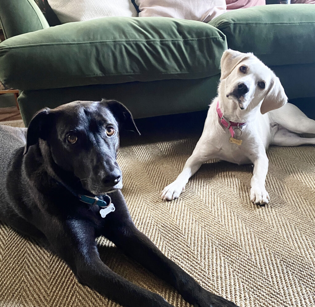 rescue dogs from Italy, mixed breed dogs, dogs at home